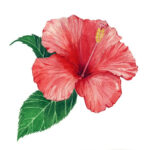 Hibiscus